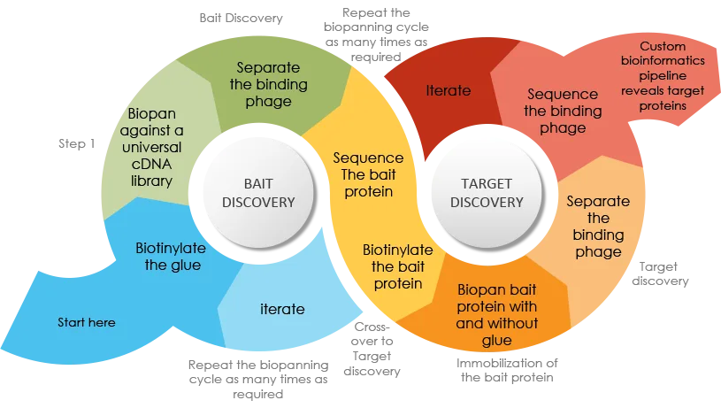 Mercurious molecular glue bait-target discovery cycle showing phage display biopanning workflow